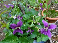 １月８日の誕生花 スミレ 紫 の花言葉 ひそかな愛 身近に咲く紫色のスミレ 菫 の ささやかな幸せ 弥生おばさんのガーデニングノート 花と緑の365日 楽天ブログ