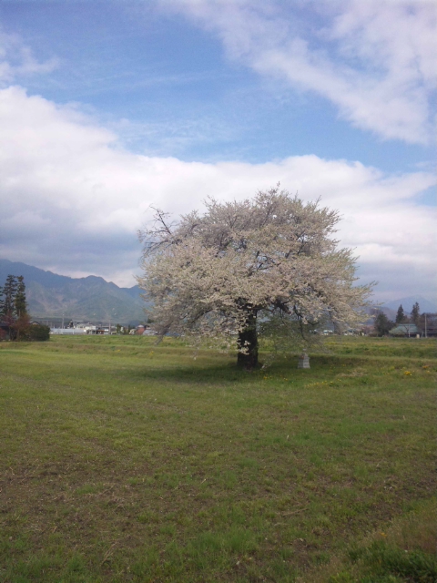 須沼の一本桜