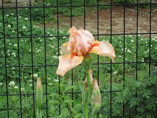 IMG_6820.jpg