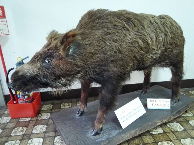 猪 猟師のお話ユーチューブ 猟犬供養碑と猪皮干し 猟犬スヌーピー 足柄山徘徊 楽天ブログ
