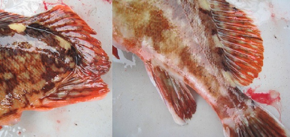 アロワナカサゴ 尾びれを失った魚の自然治癒能力が凄すぎて感動した 愛すべき道具達 楽天ブログ