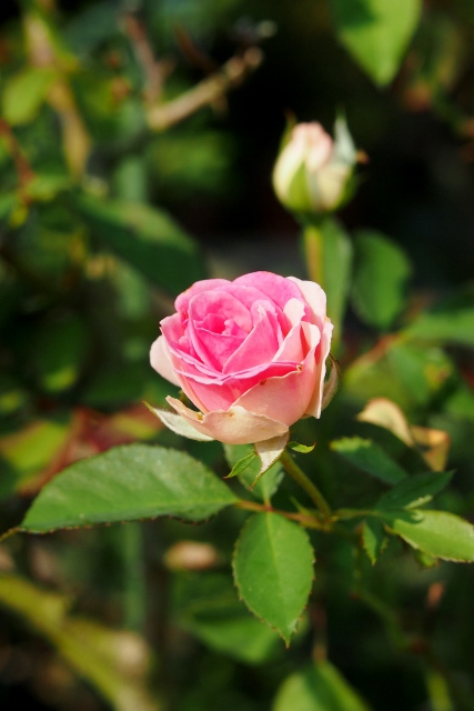 バラの家から届きました 昨日のｔｖで見た美しい薔薇 ピーチヒルの薔薇日記 楽天ブログ