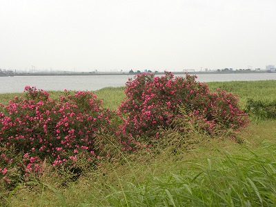 DSCN9705.jpg