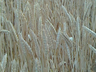 小麦.jpg