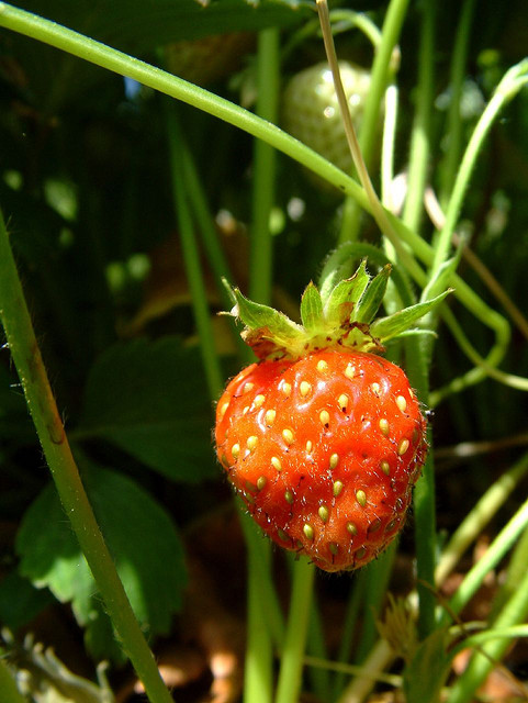 0718 garden strawberry.jpg