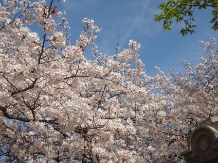 天神中央公園の桜 福岡市中央区 Y S Favorites 楽天ブログ