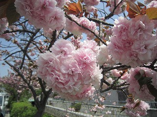 IMG_6375.jpg