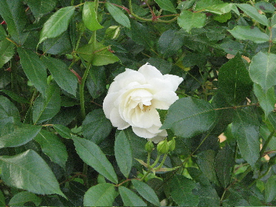 くれ ない の 二 尺 伸び たる 薔薇 の 芽 の 針 やわらか に 春雨 の ふる 意味
