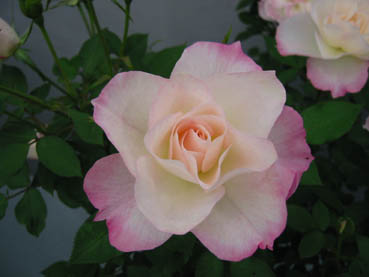 レニゲラ セクシーレクシー 珍しいバラ 世界中の多くの花たち キャサリン モーレーの花のお友だち 楽天ブログ