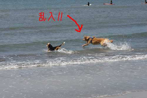 02_dog_sea2.jpg
