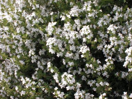 タイムの 白い小さな花が咲きましたぁ Haru 楽天ブログ