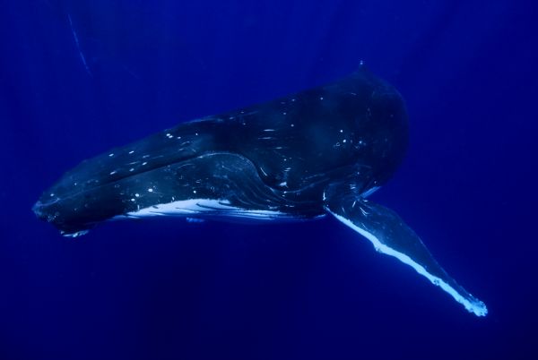 クジラ 水中写真 ザトウクジラのエスコートとシンガー | DEL PACIFICO 