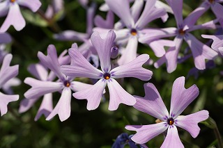 芝桜 20060504撮影