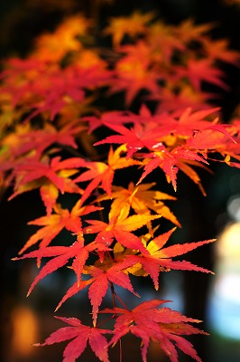 近所の紅葉　加工済み