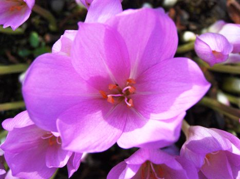 我が家の庭の花シリーズ コルチカム | sobajinの日々雑感 - 楽天