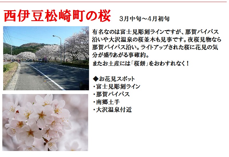松崎の桜