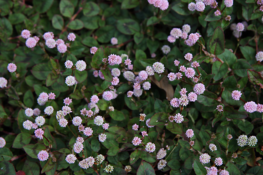 ひめつるんば つれづれ画像 楽天ブログ