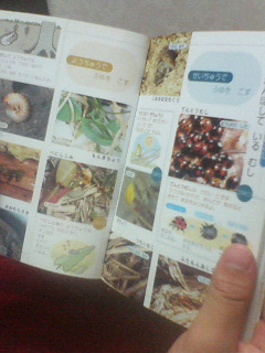 ちいさなずかんポッケ ふゆ