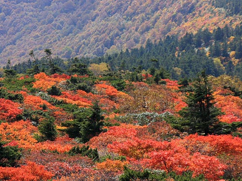 蔵王山お釜周辺は紅葉真っ盛り 壁紙自然派 楽天ブログ