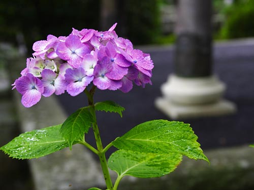 資福寺と紫陽花 壁紙自然派 楽天ブログ