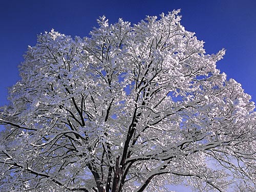 雪化粧の欅 壁紙自然派 楽天ブログ