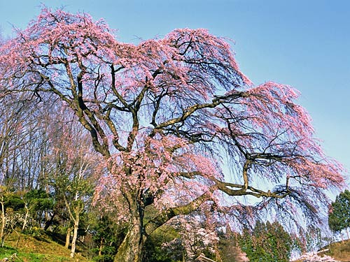 伊勢桜 紅枝垂地蔵桜 壁紙自然派 楽天ブログ