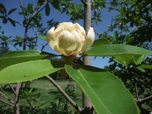 姫泰山木の花に天使舞ふ 花の歳時記 天南星の魅力 山野草 楽天ブログ