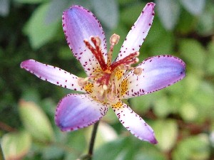 杜鵑草 江戸の花の花 ホトトギス エドノハナ 花の歳時記 天南星の魅力 山野草 楽天ブログ