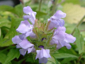 靫草の花 ウツボグサ 花の歳時記 天南星の魅力 山野草 楽天ブログ