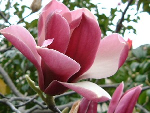 春雨の中の紫木蓮の花 シモクレン 花の歳時記 天南星の魅力 山野草 楽天ブログ