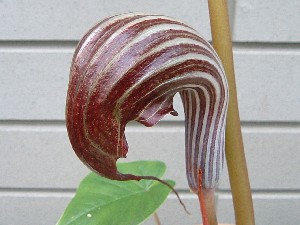 山野草　カンアオイ　ホロテンナンショウ　模様葉　開花見込み　①　休眠中 山野草 カンアオイ ホロテンナンショウ 模様葉 開花見込み ①
