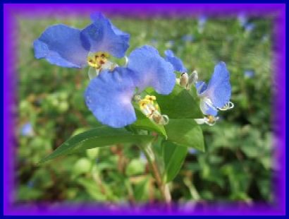 露草の花弁冴える寒露かな♪ | 花の歳時記 （天南星の魅力＆山野草） - 楽天ブログ