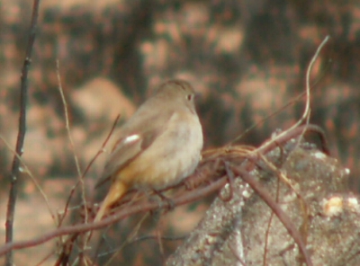 ジョウビタキ♀