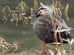 カルガモ・かるがも