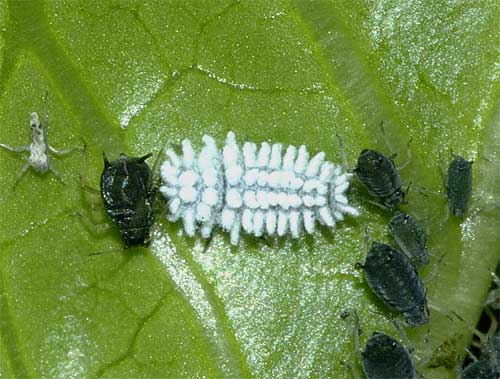 コクロヒメテントウの幼虫 我が家の庭の生き物たち 都内の小さな庭で 楽天ブログ