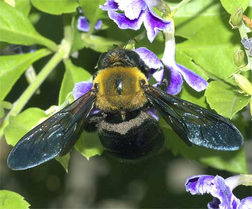 ダニに寄生されたクマバチ 我が家の庭の生き物たち 都内の小さな庭で 楽天ブログ