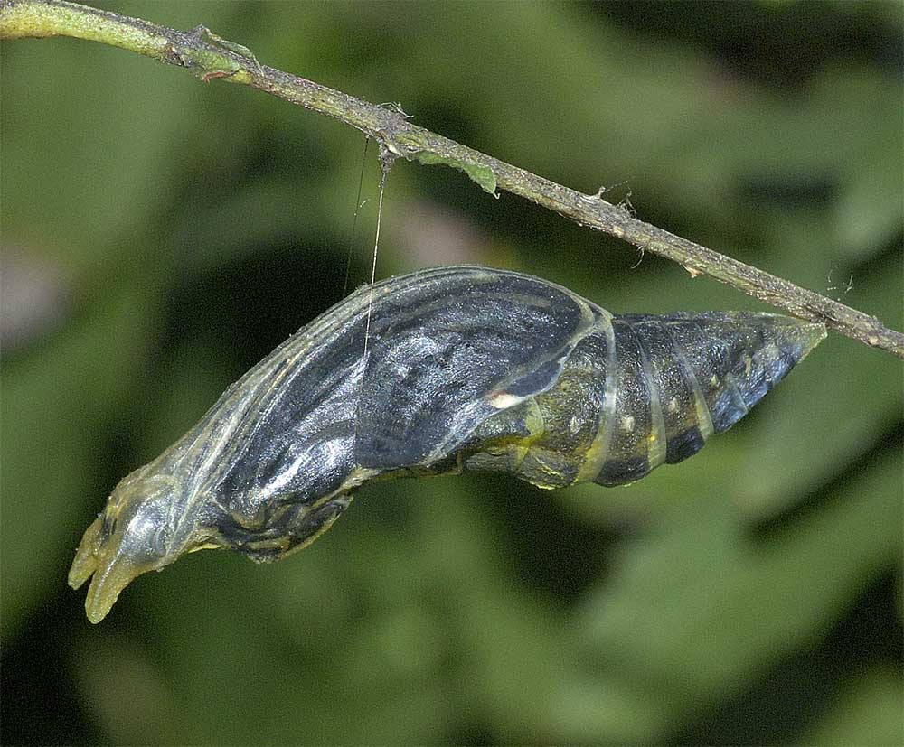クロアゲハの前蛹 蛹と成虫 我が家の庭の生き物たち 都内の小さな庭で 楽天ブログ
