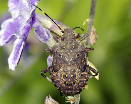 クサギカメムシ 我が家の庭の生き物たち 都内の小さな庭で 楽天ブログ