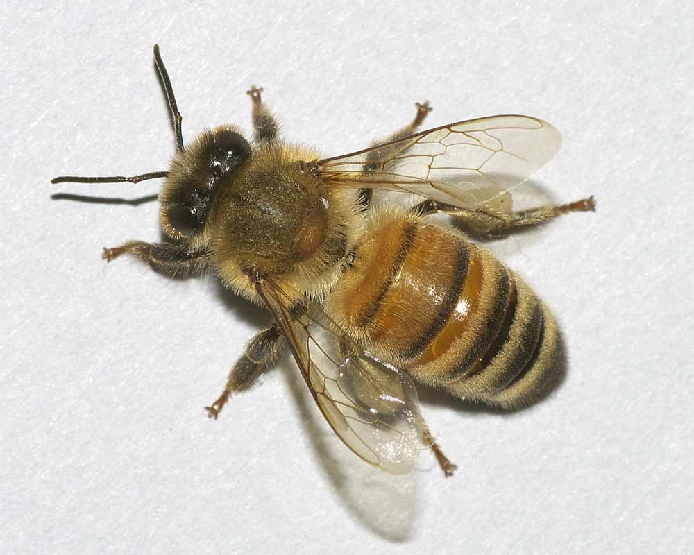 セイヨウミツバチ | 我が家の庭の生き物たち （都内の小さな庭で ...
