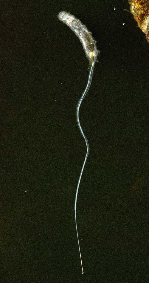 ハナアブの幼虫 オナガウジ 尾長蛆 我が家の庭の生き物たち 都内の小さな庭で 楽天ブログ
