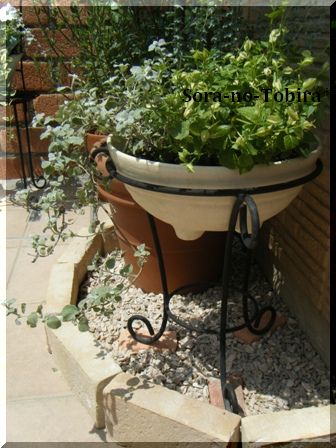 玄関前のコリウスの寄せ植えと シマトネリコの足もとをレンガと砂利で綺麗に そらのとびら 楽天ブログ