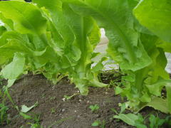 stemu lettuce604