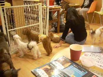 猫カフェ 犬カフェ 大阪 ヘフレレ 楽天ブログ