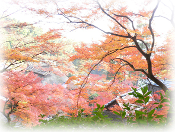 つつじ寺3