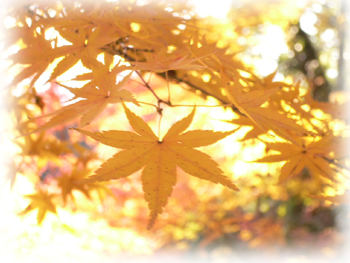 つつじ寺4