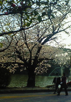 平和台の桜