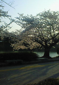 平和台の桜