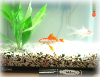 金魚