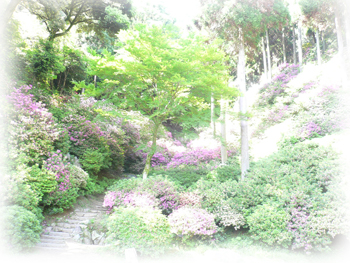 つつじ寺2