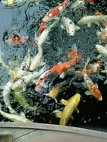鯉